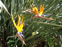 Strelitzia reginae reginae