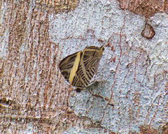 Colobura dirce