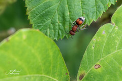 Pseudomethoca simillima