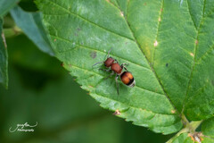 Pseudomethoca simillima