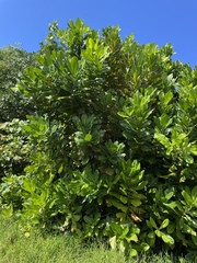 Barringtonia asiatica