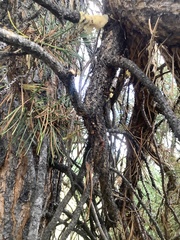 Arceuthobium americanum