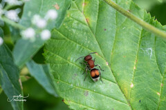 Pseudomethoca simillima