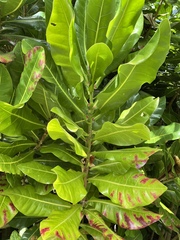 Barringtonia asiatica