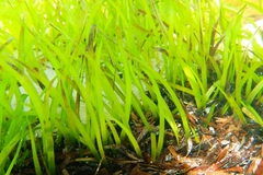 Posidonia