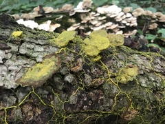 Badhamia utricularis