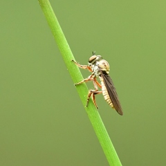 Holcocephala
