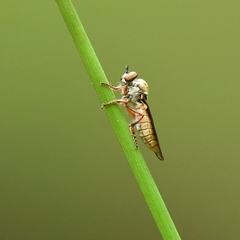 Holcocephala