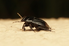 Geotomini