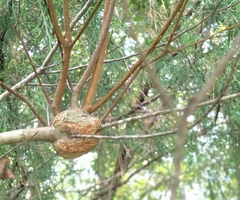 Agrobacterium radiobacter