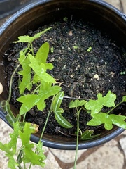 Passiflora tenuiloba