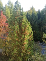 Pinus sibirica