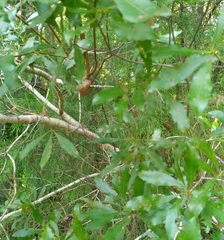 Agrobacterium radiobacter