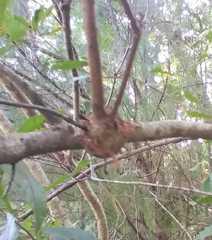 Agrobacterium radiobacter