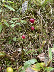 Maianthemum trifolium
