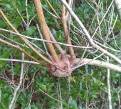 Agrobacterium radiobacter