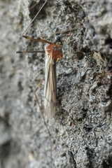 Dicranomyia