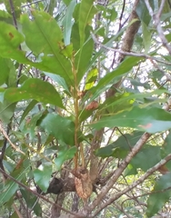 Agrobacterium radiobacter