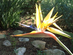 Strelitzia reginae reginae
