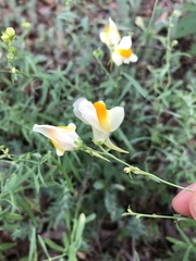 Linaria