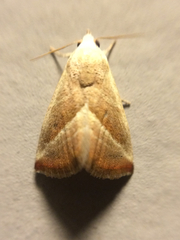 Eublemma recta
