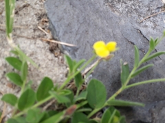 Crotalaria pumila