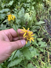 Senecio triangularis
