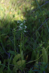 Platanthera clavellata image