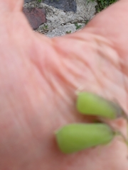 Crotalaria pumila