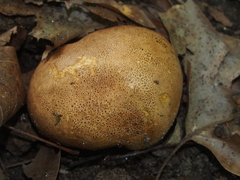 Scleroderma bovista