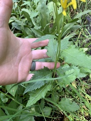 Senecio triangularis
