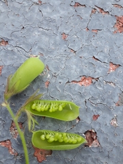 Crotalaria pumila