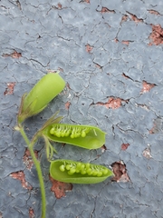 Crotalaria pumila
