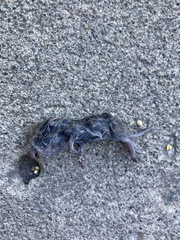 Microtus pennsylvanicus