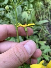 Senecio triangularis