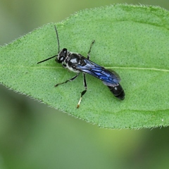 Trypoxylon