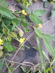 Crotalaria pumila