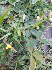 Crotalaria pumila
