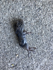 Microtus pennsylvanicus