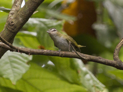 Vireo chivi