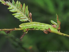 Callopistria floridensis
