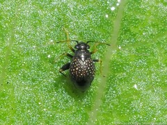 Microtechnites bractatus