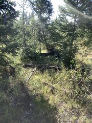 Canachites canadensis