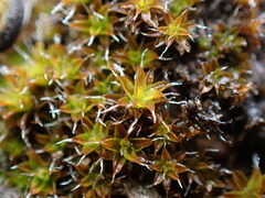 Syntrichia
