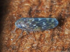Xestocephalus