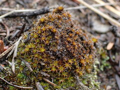 Syntrichia