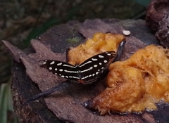 Catonephele acontius