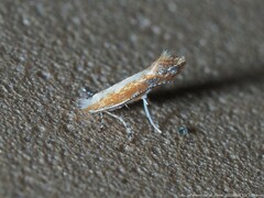 Cameraria conglomeratella