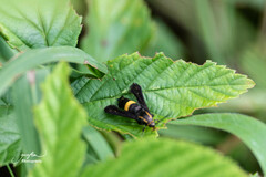 Carmenta pyralidiformis