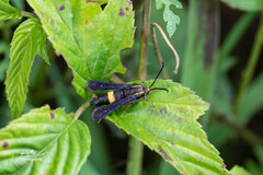 Carmenta pyralidiformis